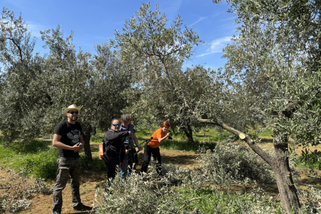 U Vodnjanu i Rovinju tečaj rezidbe maslina