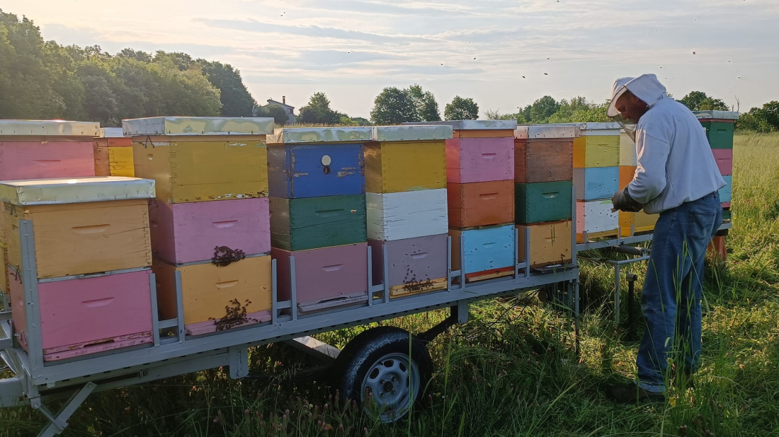 MED, KLIMA I PČELE - Što čeka istarske pčelare u 2026. godini?