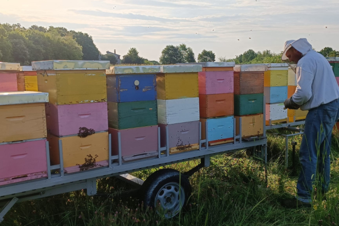 MED, KLIMA I PČELE - Što čeka istarske pčelare u 2026. godini?