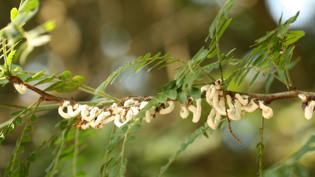 Invazivna vrsta Azijska pamučna štitasta uš širi se na nova stabla u Puli i okolici