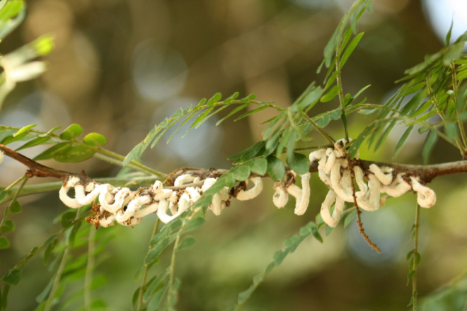 Invazivna vrsta Azijska pamučna štitasta uš širi se na nova stabla u Puli i okolici