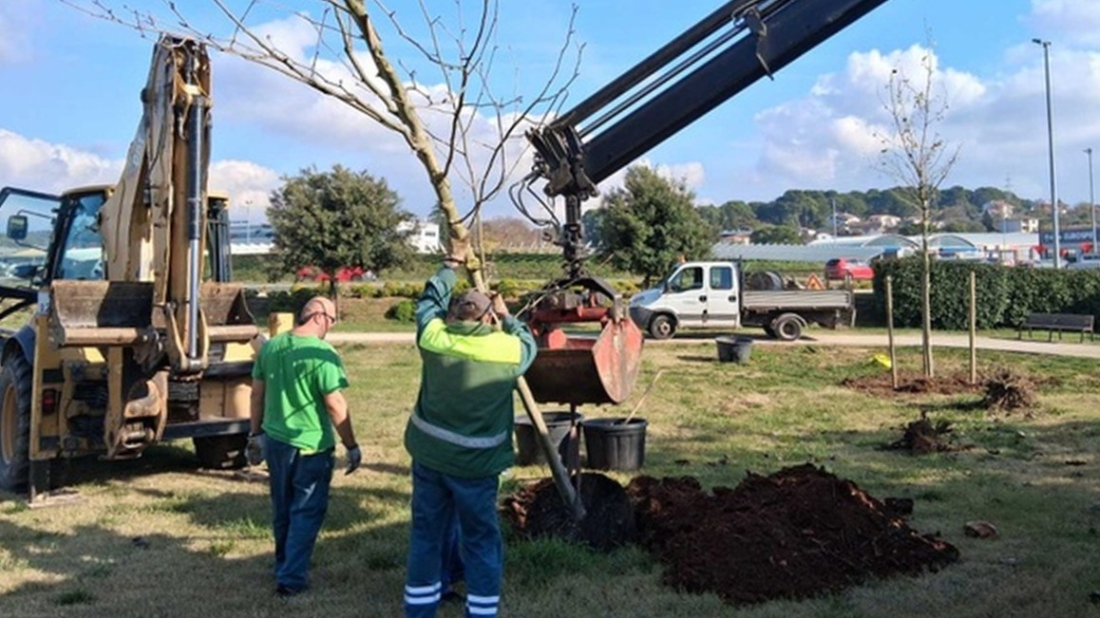 Pula: Od ponedjeljka Pula Herculanea započinje s orezivanjem stabala na području Punte