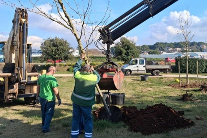 Pula: Od ponedjeljka Pula Herculanea započinje s orezivanjem stabala na području Punte