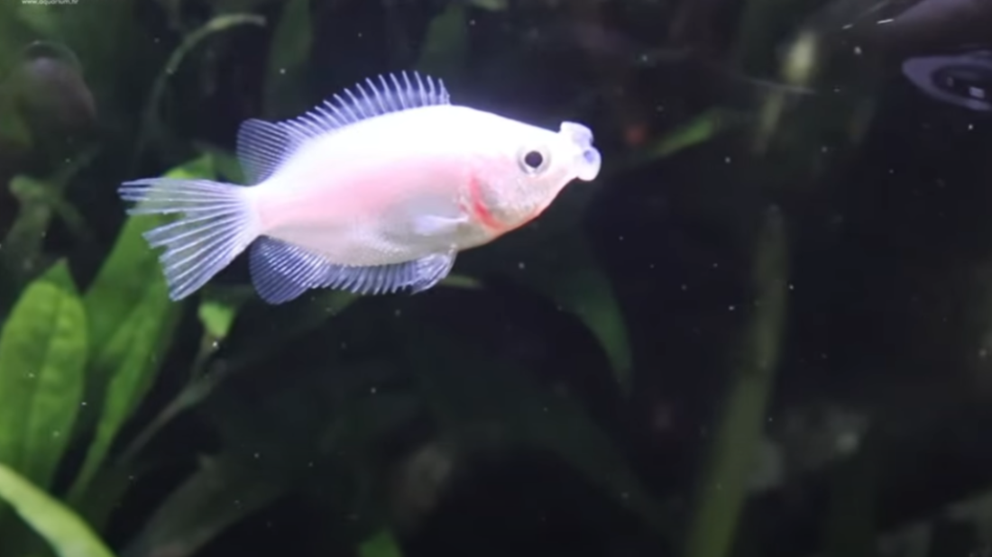 Ljubeći gurami, afrička „kili” riba  i usnača kanarinac novi stanari Aquariuma Pula