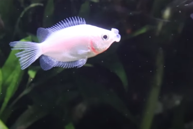 Ljubeći gurami, afrička „kili” riba  i usnača kanarinac novi stanari Aquariuma Pula