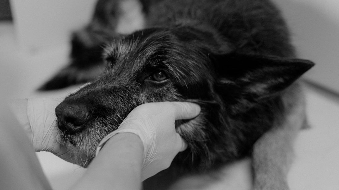 Šok u Krnjaloži: Muškarac puškom ranio psa!