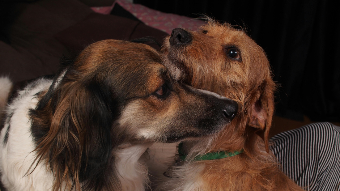 Prijatelji životinja: Ovog prosinca rekordan broj ozlijeđenih od pirotehnike