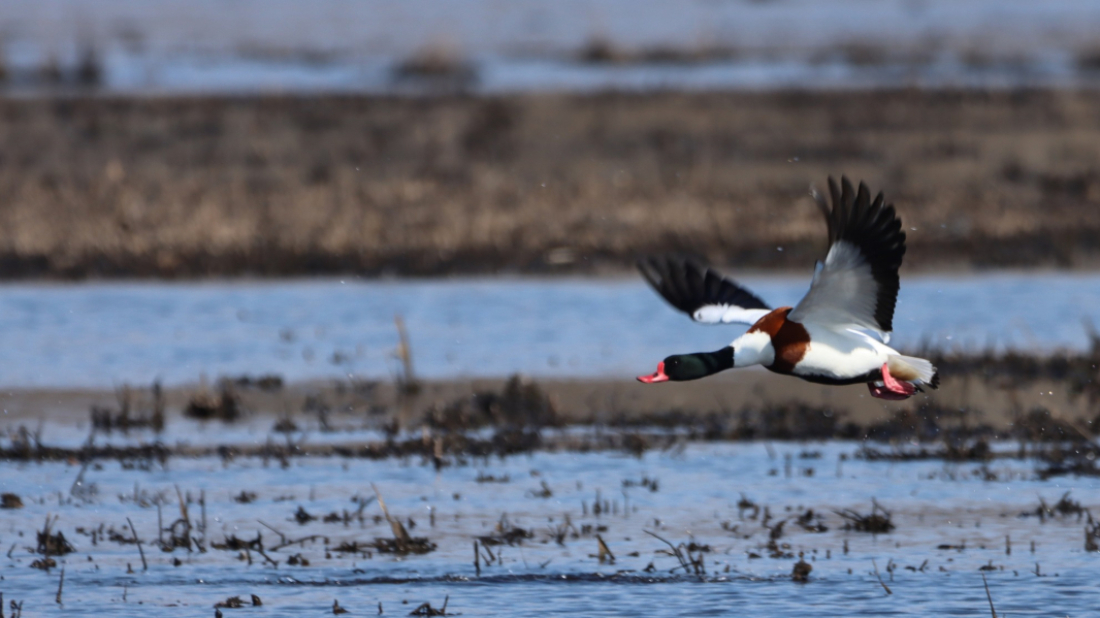 Ptice, tradicija i priroda: Palud slavi Svjetski dan močvarnih staništa