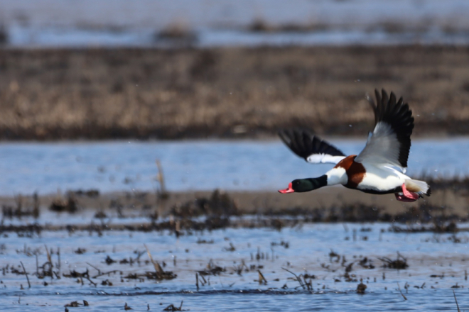Ptice, tradicija i priroda: Palud slavi Svjetski dan močvarnih staništa