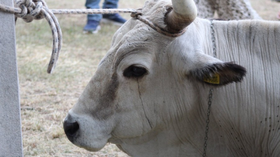 Kamenjak vraća stoljetnu praksu: Boškarini i ovce ponovno na Kamenjaku!