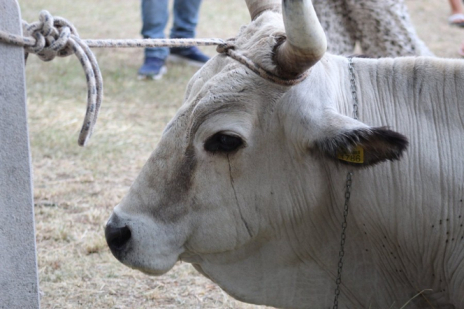 Kamenjak vraća stoljetnu praksu: Boškarini i ovce ponovno na Kamenjaku!