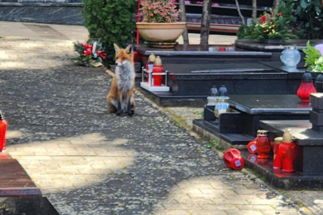 Neobična gošća na Monte Giru: Lisica nakratko predahnula od gradske vreve