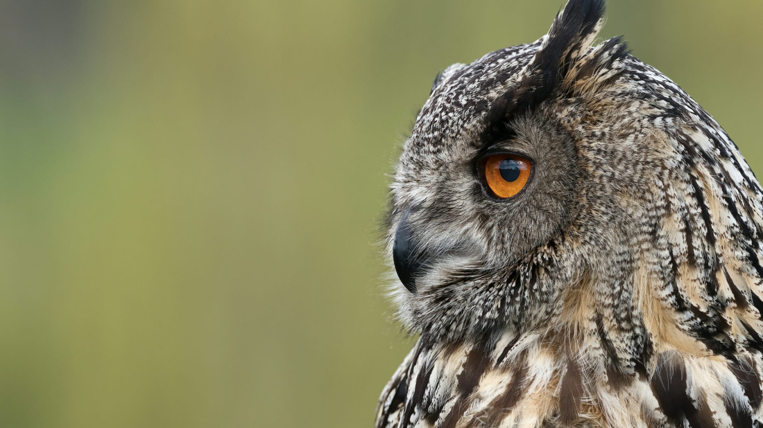 Radionica 'Čuvari ušare' u organizaciji Nature Histrice ponovno u Buzetu!