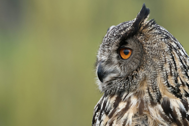 Radionica 'Čuvari ušare' u organizaciji Nature Histrice ponovno u Buzetu!
