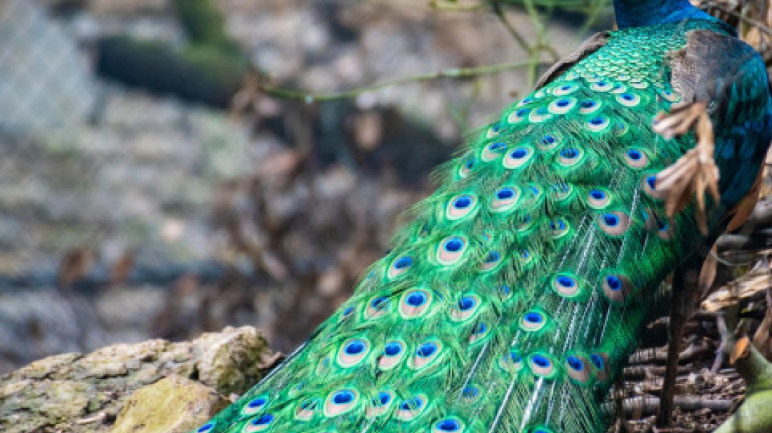 Valentinovo u znaku romantike: Brijuni pozivaju na šetnju i posebnu ljubavnu priču