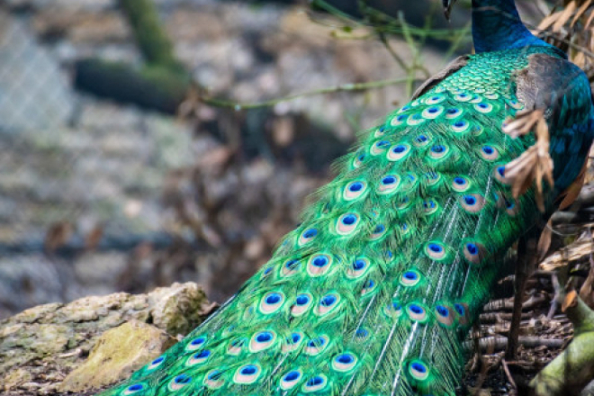 Valentinovo u znaku romantike: Brijuni pozivaju na šetnju i posebnu ljubavnu priču