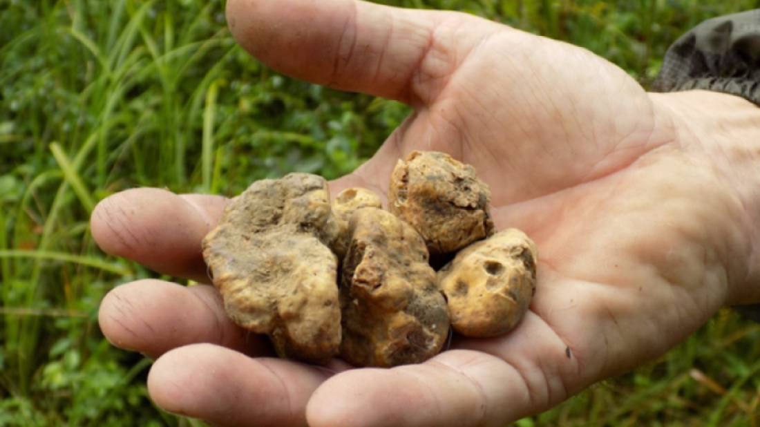 Istarski bijeli tartuf pred europskom zaštitom: mogao bi postati prva zaštićena gljiva u EU!