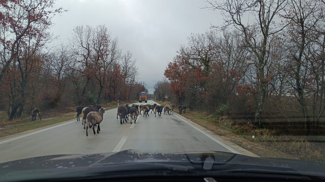 VOZAČI, OPREZ! Ovce na cesti između Svetvinčenta i Vodnjana