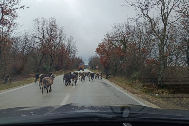 VOZAČI, OPREZ! Ovce na cesti između Svetvinčenta i Vodnjana