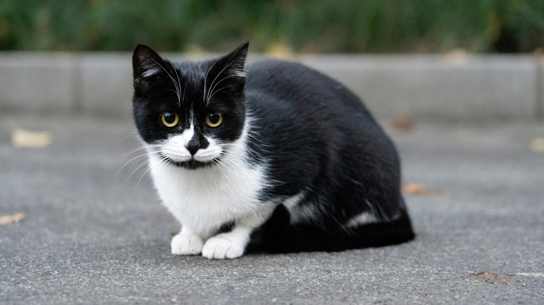 Sterilizacijom protiv neželjenih legla i bolesti: U Istri traje velika akcija za mačke