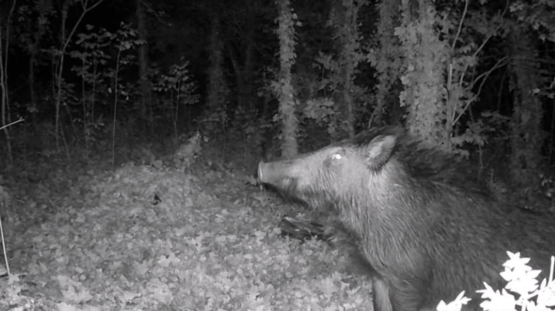 Više od 700 naleta godišnje! Divljač i dalje ozbiljna prijetnja na istarskim cestama