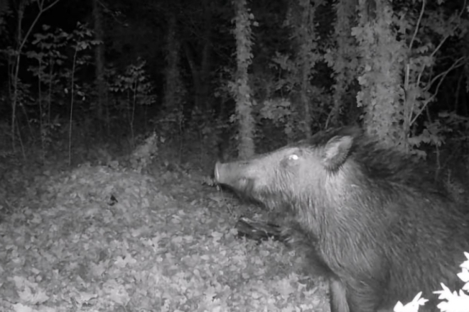 Više od 700 naleta godišnje! Divljač i dalje ozbiljna prijetnja na istarskim cestama