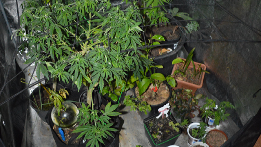 U Višnjanu otkrivena dva kućna laboratorija za uzgoj konoplje, zaplijenjeno gotovo dva kilograma droge