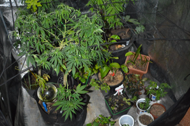 U Višnjanu otkrivena dva kućna laboratorija za uzgoj konoplje, zaplijenjeno gotovo dva kilograma droge