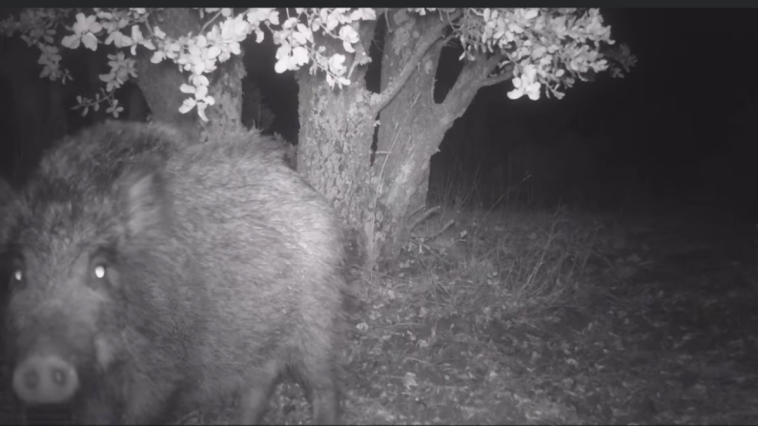 Kreću lovne aktivnosti na području Općine Medulin - građani pozvani na oprez!