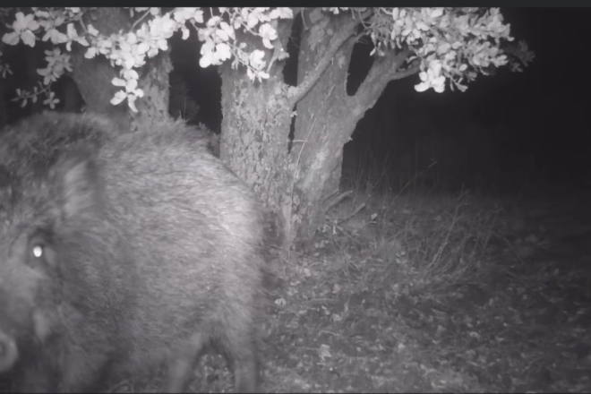 Kreću lovne aktivnosti na području Općine Medulin - građani pozvani na oprez!