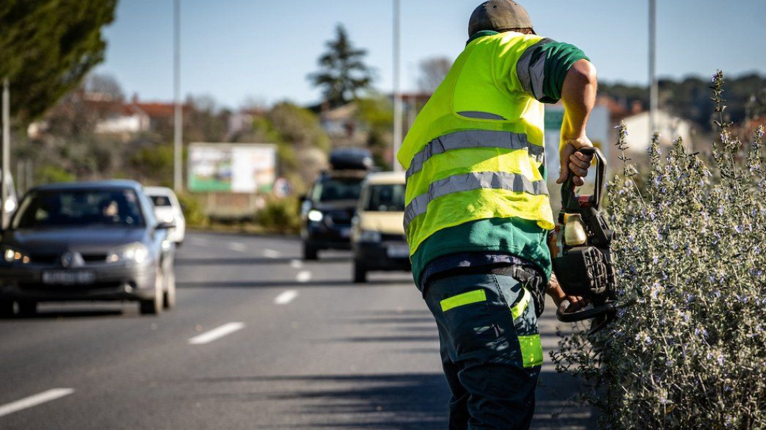 Pula: Od ponedjeljka orezivanje stabala u Ulici 43. istarske divizije, uvodi se privremena regulacija prometa