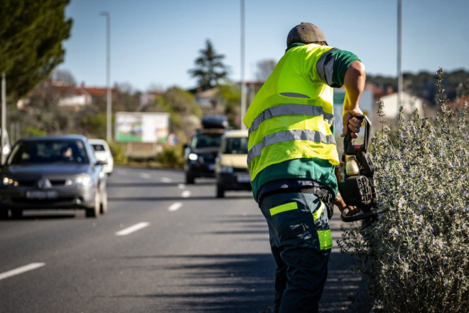Pula: Od ponedjeljka orezivanje stabala u Ulici 43. istarske divizije, uvodi se privremena regulacija prometa