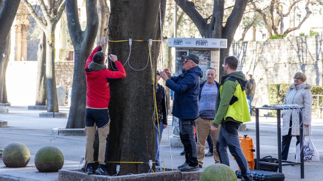 Počinje detaljno snimanje ladonja na Giardinima: Provjera sigurnosti poznatog pulskog drvoreda