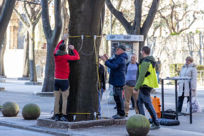 Počinje detaljno snimanje ladonja na Giardinima: Provjera sigurnosti poznatog pulskog drvoreda