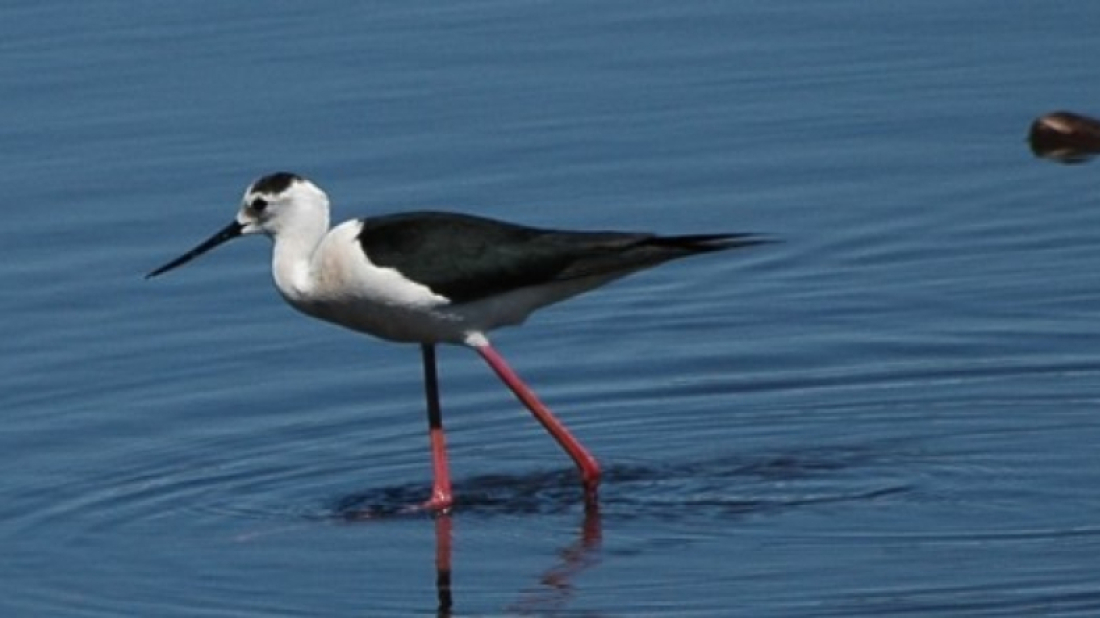 Natura Histrica okuplja dionike u završnici projekta GREW o upravljanju vlažnim staništima