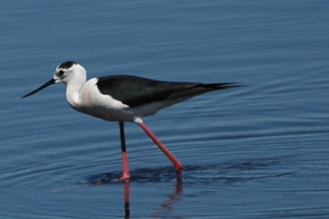 Natura Histrica okuplja dionike u završnici projekta GREW o upravljanju vlažnim staništima