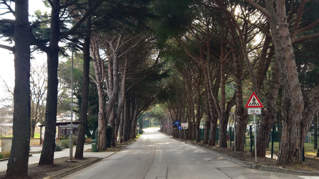 U Medulinu počinje druga faza orezivanja stabala: na snazi privremena regulacija prometa