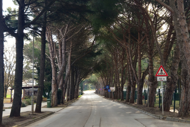 U Medulinu počinje druga faza orezivanja stabala: na snazi privremena regulacija prometa