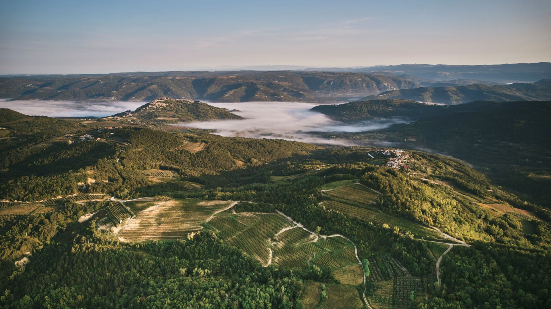 Fotografija istarskog vinograda među 50 svjetskih pejzaža na izložbi muzeja Cité du Vin