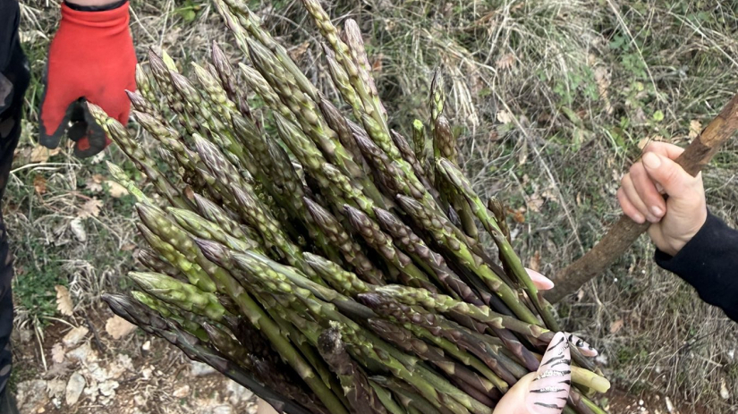 Klimatološko proljeće donijelo prve šparoge: Središnja Istra već “dala ruku”, uskoro ih stiže u izobilju