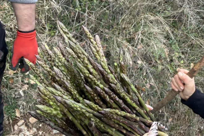 Klimatološko proljeće donijelo prve šparoge: Središnja Istra već “dala ruku”, uskoro ih stiže u izobilju