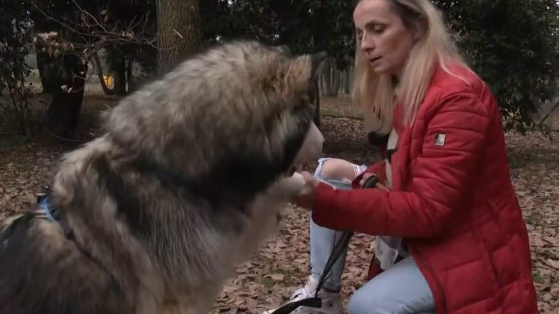 Nevjerojatna priča iz Umaga: Haski Uki nakon pet mjeseci vraćen svojoj obitelji
