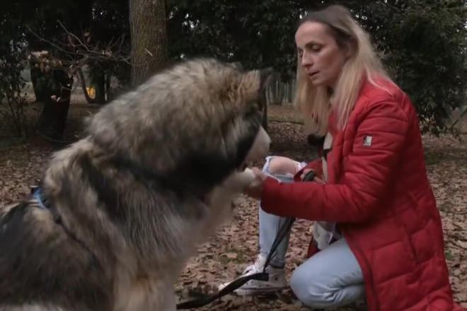 Nevjerojatna priča iz Umaga: Haski Uki nakon pet mjeseci vraćen svojoj obitelji