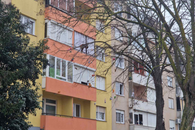 Drvo koje mami osmijeh: U Puli osvanulo stablo puno plišanih medvjedića