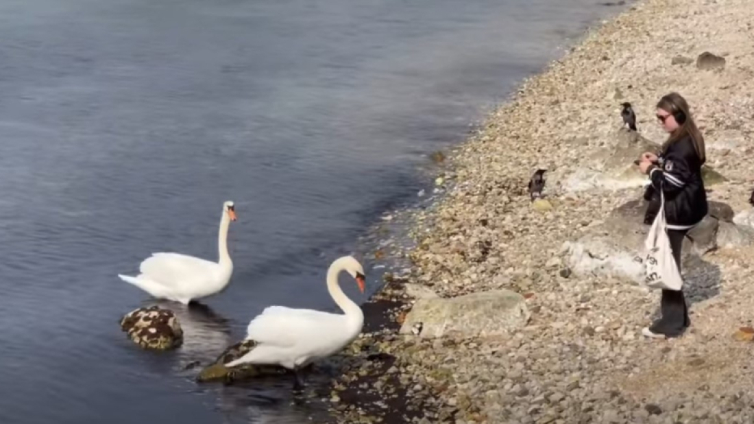 Labudovi 'ljubavnici' ponovno u uvali Peškera: Poreč ima svoju najromantičniju atrakciju
