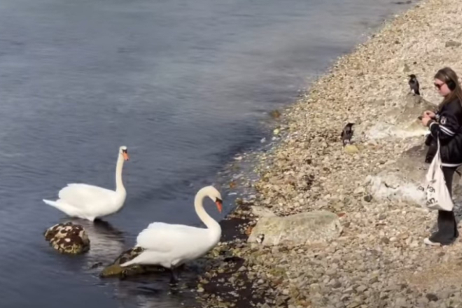 Labudovi 'ljubavnici' ponovno u uvali Peškera: Poreč ima svoju najromantičniju atrakciju
