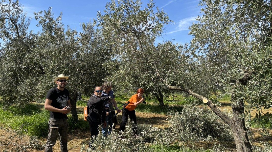 Počela rezidba maslina u Istri! Novi način oblikovanja stabala daje bolje prinose