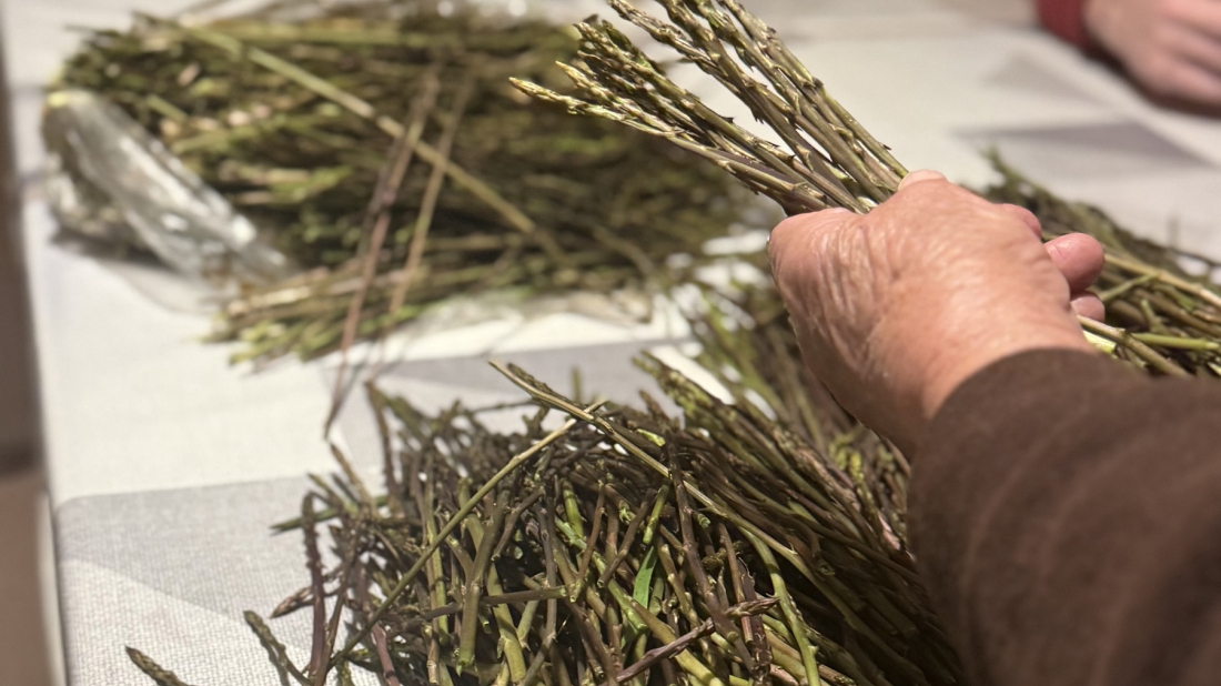 Krenula sezona šparoga: kraljica proljeća stigla na tržnice, ali cijena mnoge tjera u prirodu