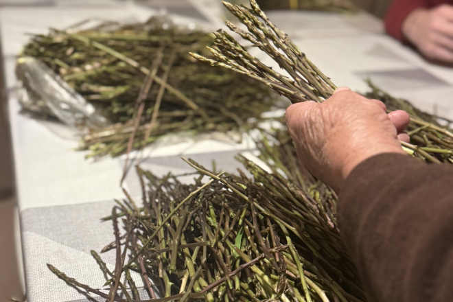 Krenula sezona šparoga: kraljica proljeća stigla na tržnice, ali cijena mnoge tjera u prirodu