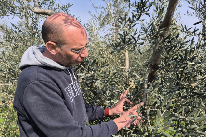 Rezidba ključna za rodnost maslina: Stručnjaci iz Poreča pokazali kako pravilno oblikovati krošnju